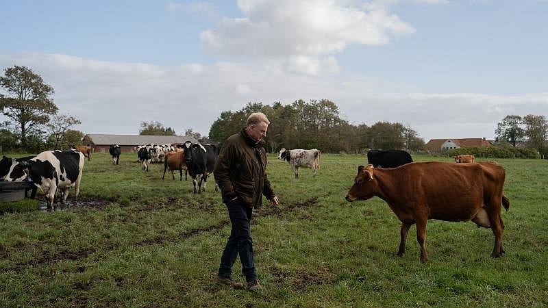 Taxing Farm Animals' Farts and Burps? Denmark Gives It a Try.