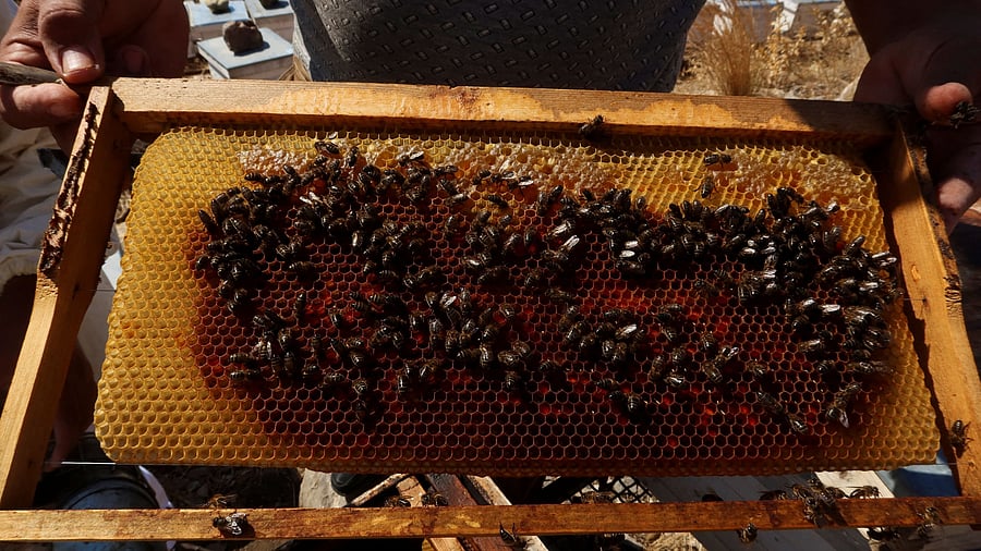 <div class="paragraphs"><p>Representative image showing beekeeping.</p></div>