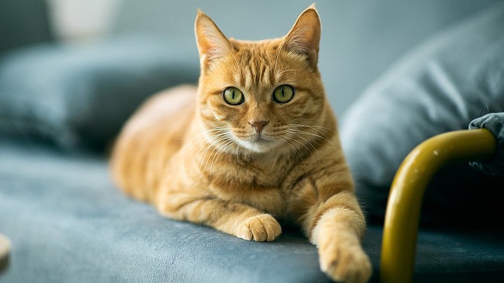 <div class="paragraphs"><p>Representative image of a cat.</p></div>