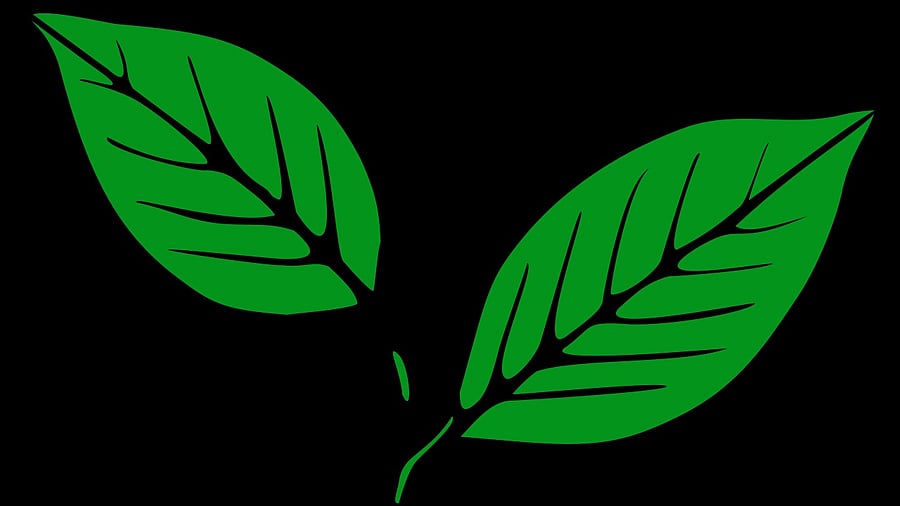 <div class="paragraphs"><p> AIADMK party logo&nbsp;</p></div>