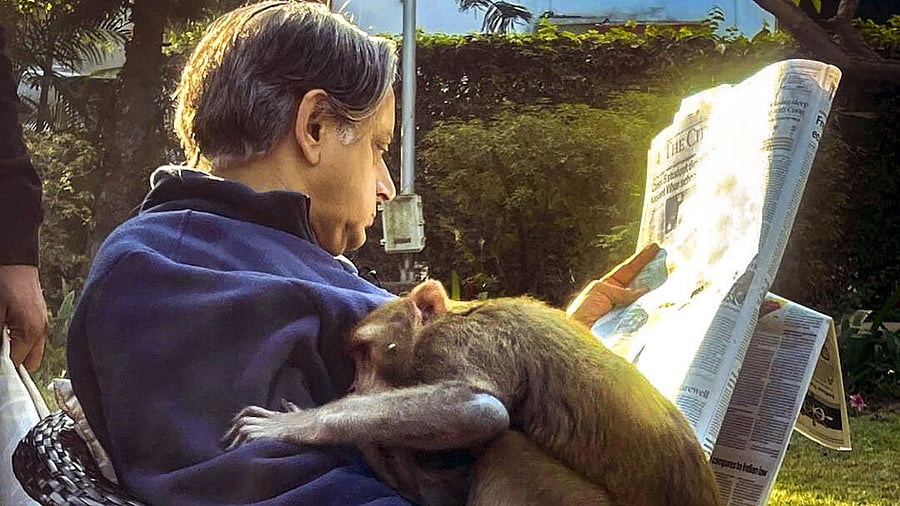 <div class="paragraphs"><p>Congress leader Shashi Tharoor reads a newspaper while a monkey sits on his lap. </p></div>