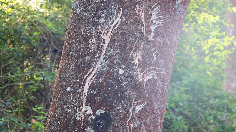 <div class="paragraphs"><p>Claw marks of a sloth bear on a tree trunk; an elephant with its young; a sambar deer. </p></div>