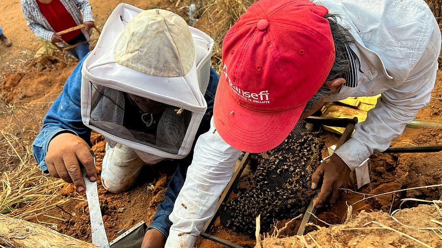 <div class="paragraphs"><p>Sonu used to extract honey from hives for sale. (Representative image) </p></div>