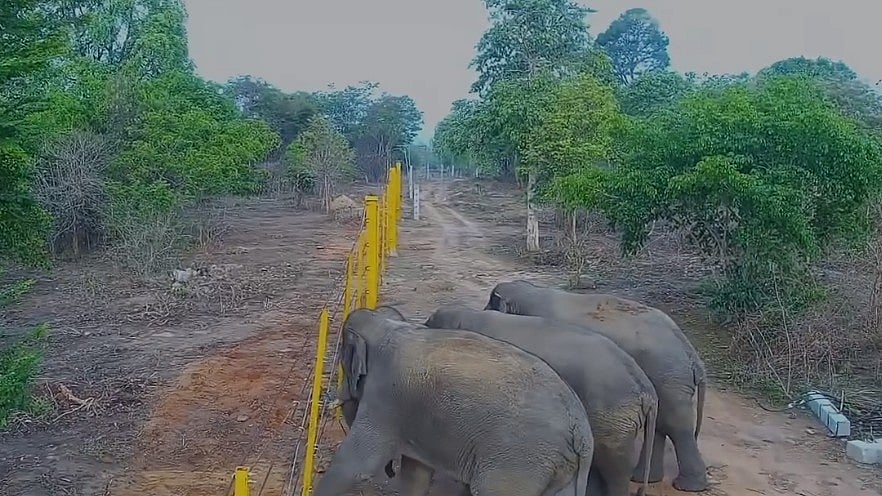 <div class="paragraphs"><p>A CCTV grab of an elephant herd trying to cross the steel-rope fence in Tamil Nadu. </p></div>