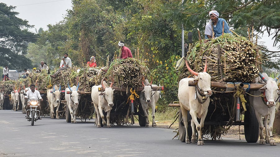 <div class="paragraphs"><p>About 80% of India’s sugarcane cultivation is concentrated in three states: Uttar Pradesh, Maharashtra and Karnataka. In pic, carts head towards a sugar factory during this year's crushing season in Maharashtra. </p></div>