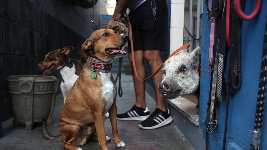 <div class="paragraphs"><p>Pig Pablo is seen next to dogs before a walk at the dog hotel in Rio de Janeiro.</p></div>