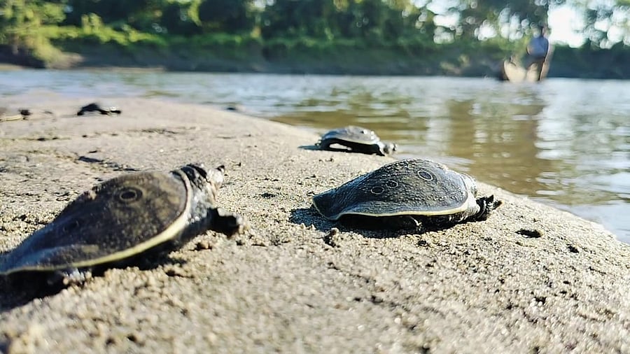 <div class="paragraphs"><p>Black soft shell turtles.</p></div>
