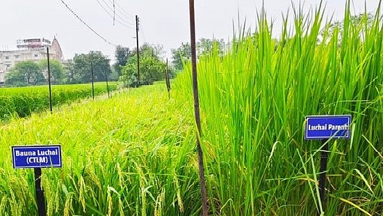 <div class="paragraphs"><p>The two new wheat varieties are Trombay Jodhpur Wheat-153 (TJW-153) and Trombay Raj Vijay Wheat-155 (TRVW-155).</p></div>