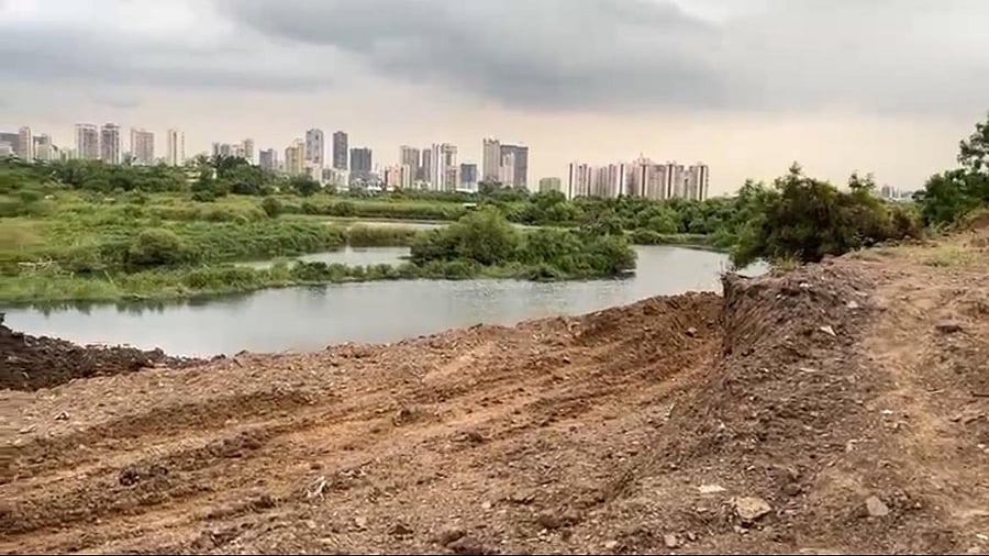 <div class="paragraphs"><p> Vast stretches of mangroves and intertidal wetlands are being buried in the construction of coastal road Kharghar-Nerul coastal road in Navi Mumbai.</p></div>