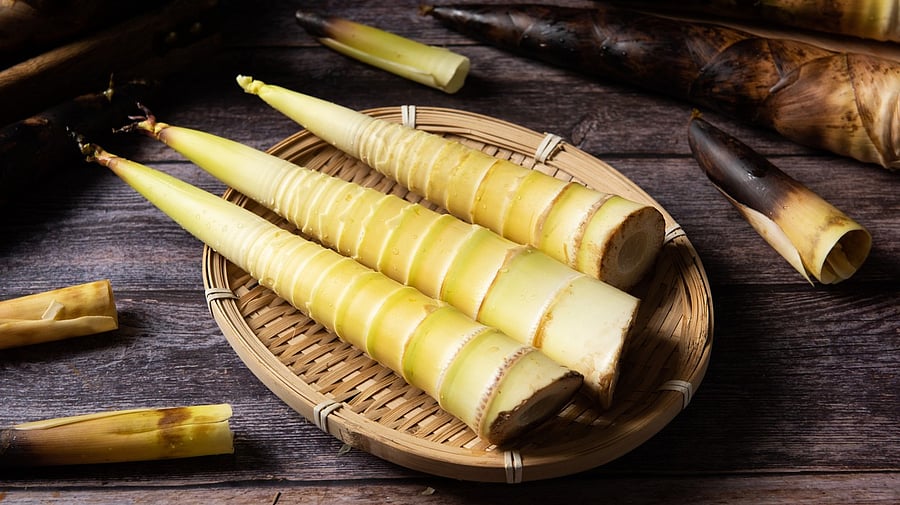 <div class="paragraphs"><p>Representative image showing bamboo shoots.</p></div>
