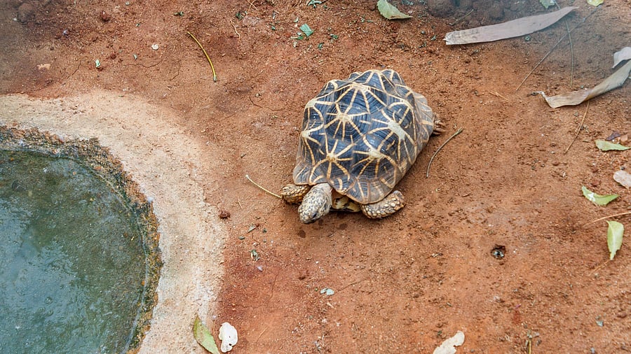 <div class="paragraphs"><p>Image showing an Indian star tortoise. For representational purposes.</p></div>