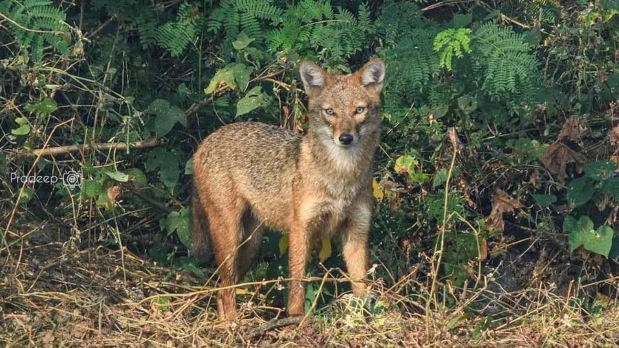 <div class="paragraphs"><p>Golden jackal</p></div>