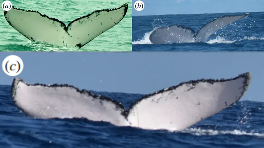 <div class="paragraphs"><p>The same humpback whale observed in (a) the Gulf of Tribugá, northern Colombian Pacific, on 10 July 2013, photographed by N. Botero-Acosta of Fundación Macuáticos Colombia; (b) Bahía Solano, northern Colombian Pacific, on 13 August 2017, photographed by E. D. Mesa of Madre Agua Colombia; and (c) Zanzibar channel, off Fumba on 22 August 2022, photographed by E. Kalashnikova.</p></div>