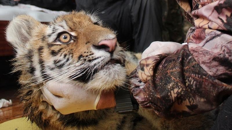 <div class="paragraphs"><p>120 miles of Russian forest couldn't keep these two tigers apart</p></div>