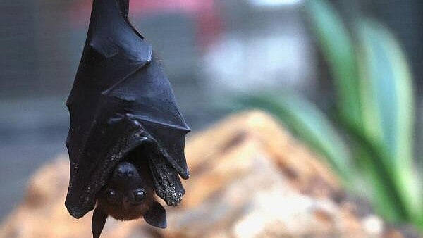 <div class="paragraphs"><p>A bat is seen at Pairi Daiza animal park in Brugelette, Belgium</p></div>
