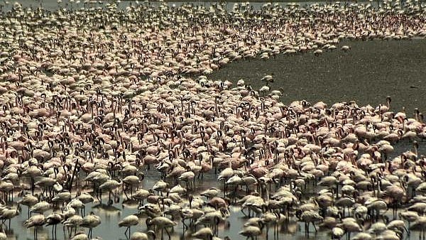 <div class="paragraphs"><p>Flamingos seen at the dried up Talawe wetlands, on a hot summer day in Navi Mumbai.</p></div>