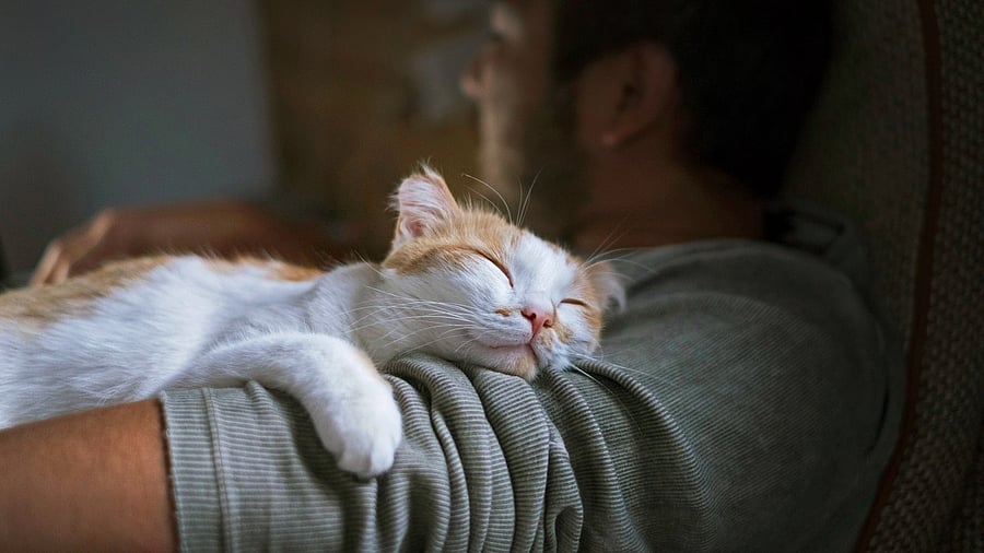 <div class="paragraphs"><p>Image showing a man with his pet cat. For representational purposes.</p></div>