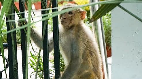 <div class="paragraphs"><p>Amidst the heatwaves this year, a dehydrated rhesus&nbsp;macaque was rescued from the PM house.&nbsp;</p><p></p></div>