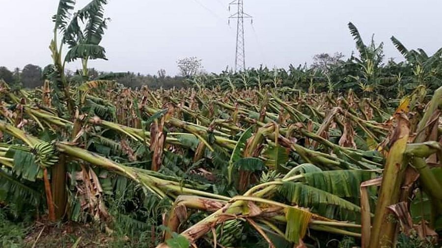 <div class="paragraphs"><p>File photo of a banana plantation ravaged due to heavy rains. </p></div>
