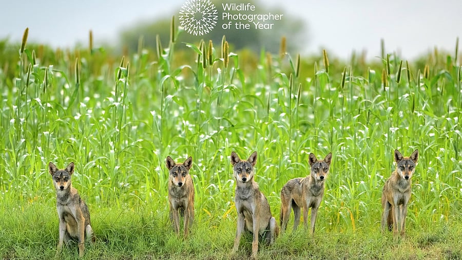 <div class="paragraphs"><p>‘Wolf Pack’, a photograph taken in Maharashtra’s Bhigwan, by Arvind Ramamurthy has been shortlisted for the Wildlife Photographer of the Year Award at the Natural History Museum in London.</p></div>