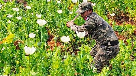 <div class="paragraphs"><p>Police personnel destroys a poppy field. Representative image</p></div>