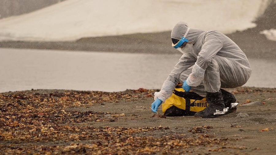 <div class="paragraphs"><p>A researcher wears a protective suit while collecting samples of wildlife, where the H5N1 bird flu virus </p></div>