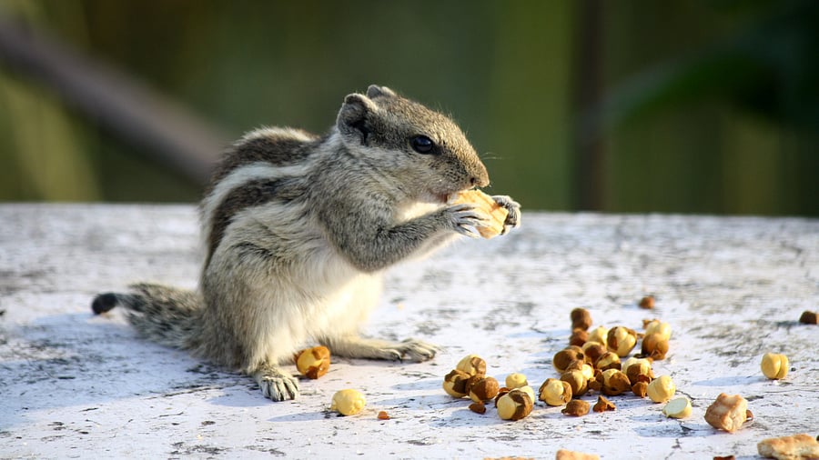 Indian palm squirrel is about the size of a large chipmunk.