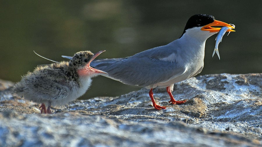 <div class="paragraphs"><p>A river tern with a prey  Representative image. </p></div>