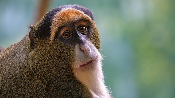 <div class="paragraphs"><p>A De Brazza's monkey. (Image for representation)</p></div>