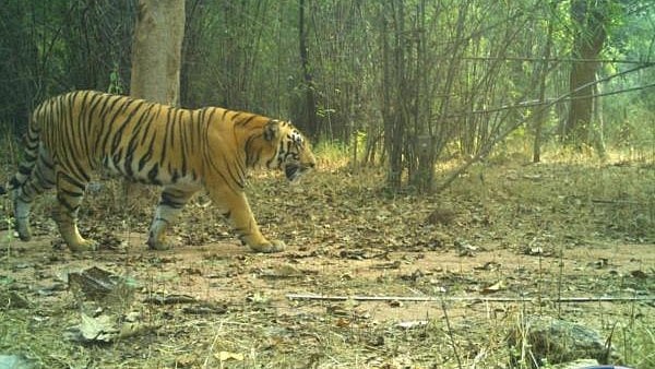 <div class="paragraphs"><p>A view of tiger at&nbsp;Kawal Tiger Reserve (KTR) in erstwhile Adilabad district in Telangana</p></div>