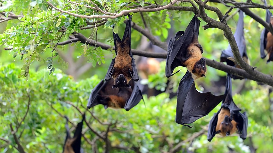 <div class="paragraphs"><p>Image for representation showing bats.</p></div>