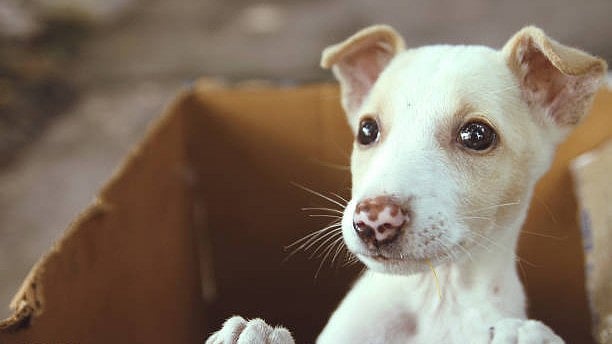 <div class="paragraphs"><p>A pet dog. (Image for representation)</p></div>