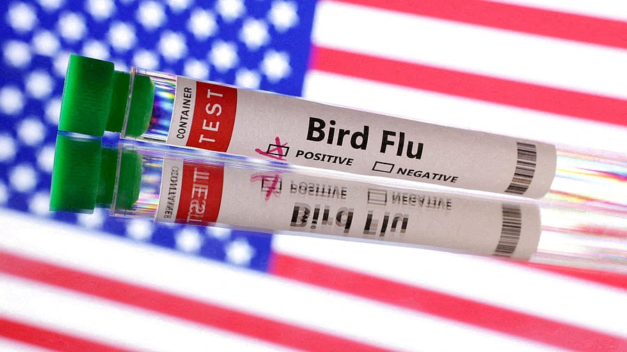 <div class="paragraphs"><p>Test tube is seen labelled "Bird Flu" in front of US flag in this illustration.</p></div>