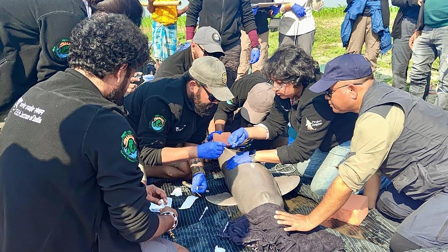 <div class="paragraphs"><p>A satellite tagged Ganges river dolphin in the Kulsi river in Assam on December 18.</p></div>