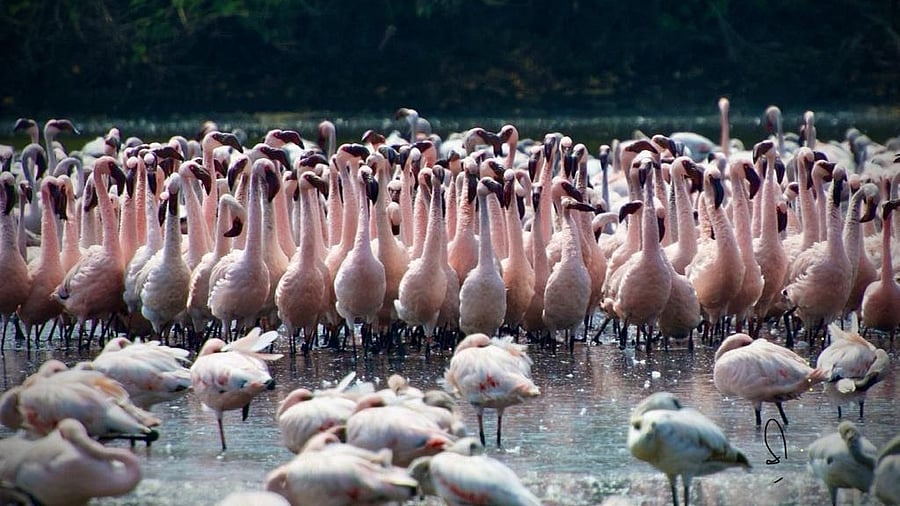 <div class="paragraphs"><p>An image showing flamingos</p></div>