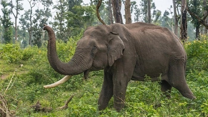 <div class="paragraphs"><p>representative image showing an elephant.</p></div>