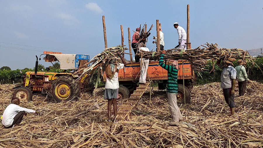 <div class="paragraphs"><p>Sugar mill workers load harvested sugar cane in a tractor trolly in Sangli district, in the western state of Maharashtra, India</p></div>