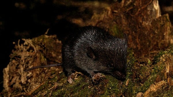 <div class="paragraphs"><p>Amphibious mouse</p></div>