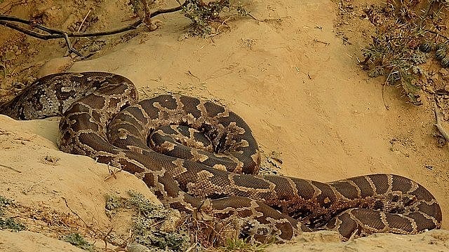 <div class="paragraphs"><p>The Indian rock python. </p></div>