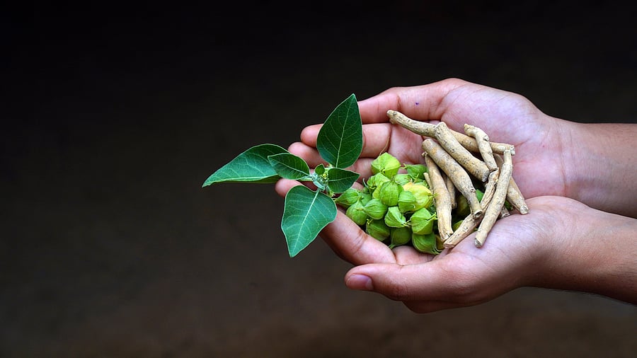 <div class="paragraphs"><p>Idnian ginseg or 'ashwagandha' along with other herbal medicines. Image for representation.</p></div>