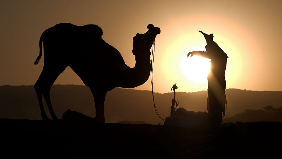 <div class="paragraphs"><p>A trader with his camel during sunrise, at the Pushkar Camel Fair</p></div>