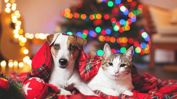 <div class="paragraphs"><p>Representative image of a pet dog and cat during Christmas celebrations.</p></div>