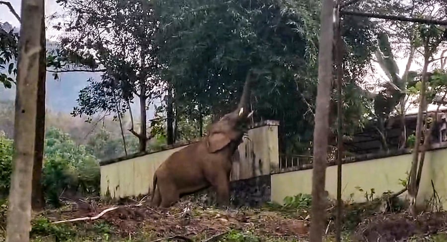 <div class="paragraphs"><p>Representative image of a wild tusker.&nbsp;</p></div>