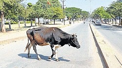 <div class="paragraphs"><p>Representative image of a stray cattle walking on the road.</p></div>
