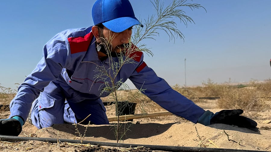 <div class="paragraphs"><p>Plant sapling. Representative image</p></div>