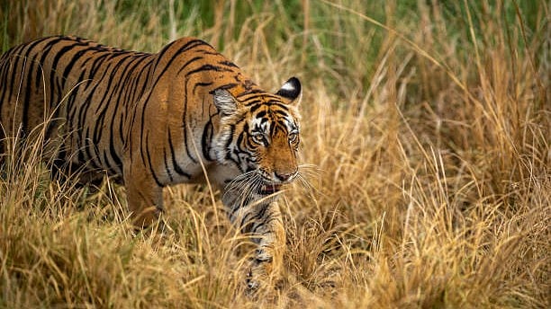 <div class="paragraphs"><p>Representative image of a tigress. </p></div>