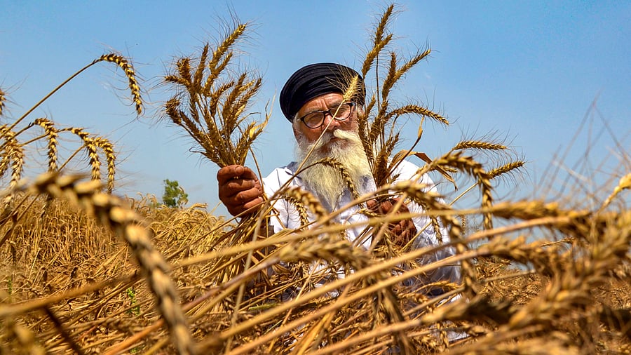 <div class="paragraphs"><p>A farmer inspects the damage after heavy rains and strong winds flattened wheat crop, on the outskirts of Amritsar. Representative image.</p></div>