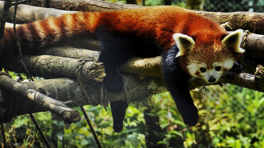 <div class="paragraphs"><p>Red panda at Darjeeling Zoo.</p></div>