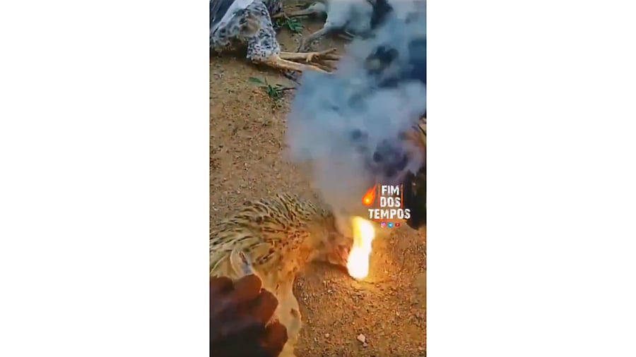 <div class="paragraphs"><p>Screengrab of dead chicken emitting flames.</p></div>