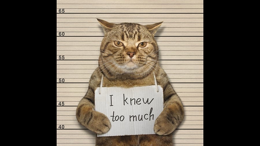 <div class="paragraphs"><p>Photo showing the mugshot of a cat. For representational purposes.</p></div>